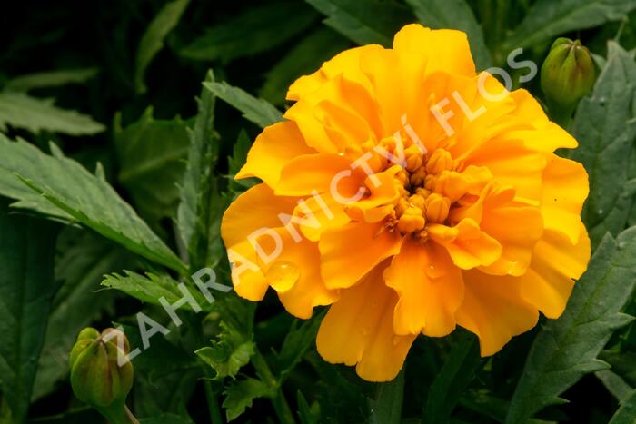 Aksamitník rozkladitý, afrikán 'Texana Gold' - Tagetes patula 'Texana Gold'