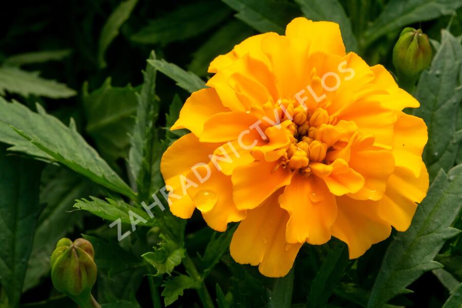 Aksamitník rozkladitý, afrikán 'Texana Gold' - Tagetes patula 'Texana Gold'