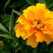 Aksamitník rozkladitý, afrikán 'Texana Gold' - Tagetes patula 'Texana Gold'