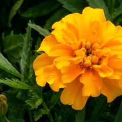Aksamitník rozkladitý, afrikán 'Texana Gold' - Tagetes patula 'Texana Gold'