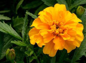 Aksamitník rozkladitý, afrikán 'Texana Gold' - Tagetes patula 'Texana Gold'