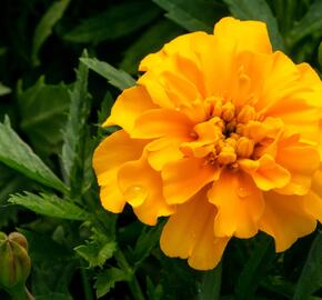 Aksamitník rozkladitý, afrikán 'Texana Gold' - Tagetes patula 'Texana Gold'