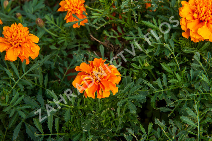 Aksamitník rozkladitý, afrikán 'Aton Orange' - Tagetes patula 'Aton Orange'