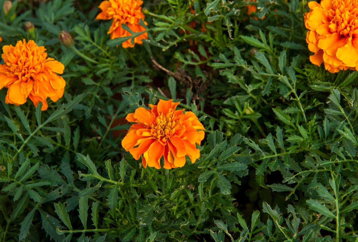 Aksamitník rozkladitý, afrikán 'Aton Orange' - Tagetes patula 'Aton Orange'