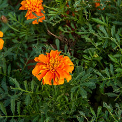 Aksamitník rozkladitý, afrikán 'Aton Orange' - Tagetes patula 'Aton Orange'