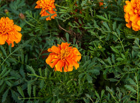 Aksamitník rozkladitý, afrikán 'Aton Orange' - Tagetes patula 'Aton Orange'