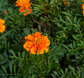 Aksamitník rozkladitý, afrikán 'Aton Orange' - Tagetes patula 'Aton Orange'