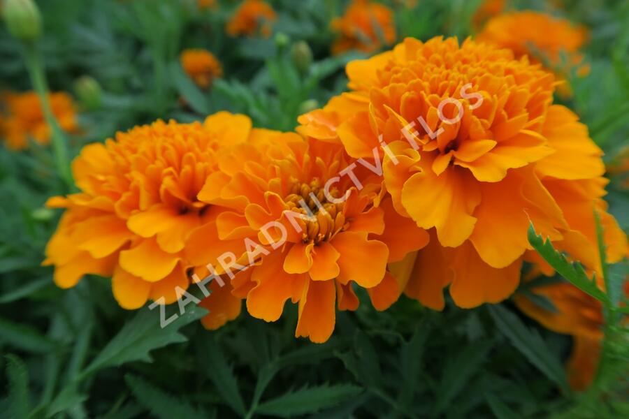 Aksamitník rozkladitý, afrikán 'Aton Orange' - Tagetes patula 'Aton Orange'
