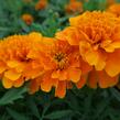 Aksamitník rozkladitý, afrikán 'Aton Orange' - Tagetes patula 'Aton Orange'