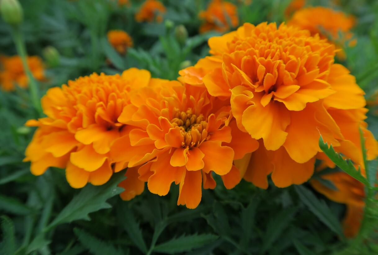 Aksamitník rozkladitý, afrikán 'Aton Orange' - Tagetes patula 'Aton Orange'