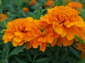 Aksamitník rozkladitý, afrikán 'Aton Orange' - Tagetes patula 'Aton Orange'