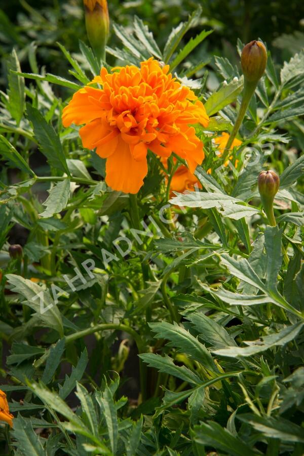 Aksamitník rozkladitý, afrikán 'Aton Orange' - Tagetes patula 'Aton Orange'