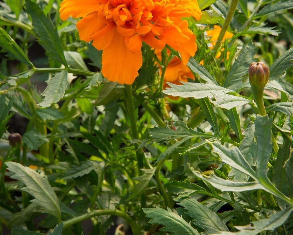 Aksamitník rozkladitý, afrikán 'Aton Orange' - Tagetes patula 'Aton Orange'