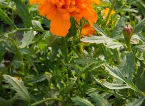 Aksamitník rozkladitý, afrikán 'Aton Orange' - Tagetes patula 'Aton Orange'