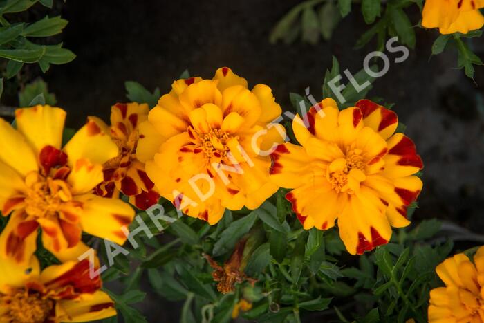 Aksamitník rozkladitý, afrikán 'Durango Bolero' - Tagetes patula 'Durango Bolero'