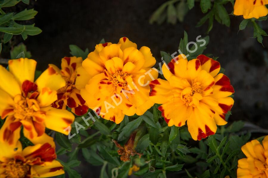 Aksamitník rozkladitý, afrikán 'Durango Bolero' - Tagetes patula 'Durango Bolero'