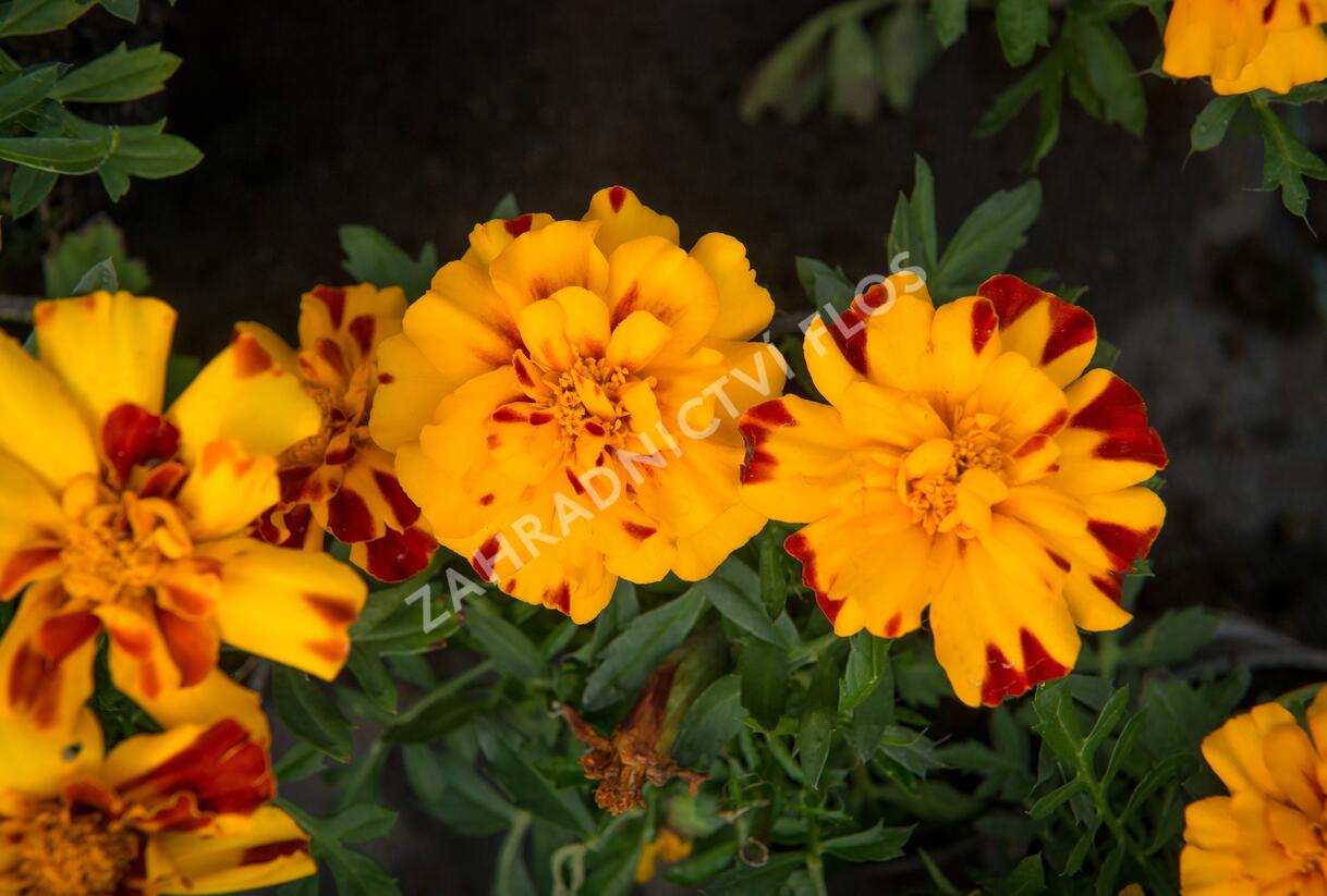 Aksamitník rozkladitý, afrikán 'Durango Bolero' - Tagetes patula 'Durango Bolero'