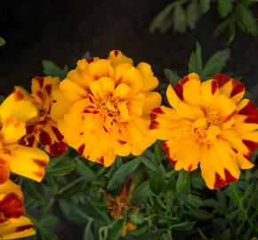 Aksamitník rozkladitý, afrikán 'Durango Bolero' - Tagetes patula 'Durango Bolero'