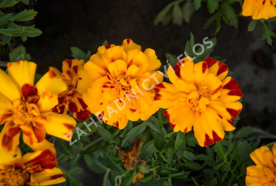Aksamitník rozkladitý, afrikán 'Durango Bolero' - Tagetes patula 'Durango Bolero'