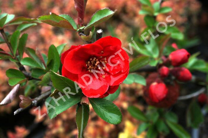 Kdoulovec lahvicovitý 'Rubra' - Chaenomeles speciosa 'Rubra'