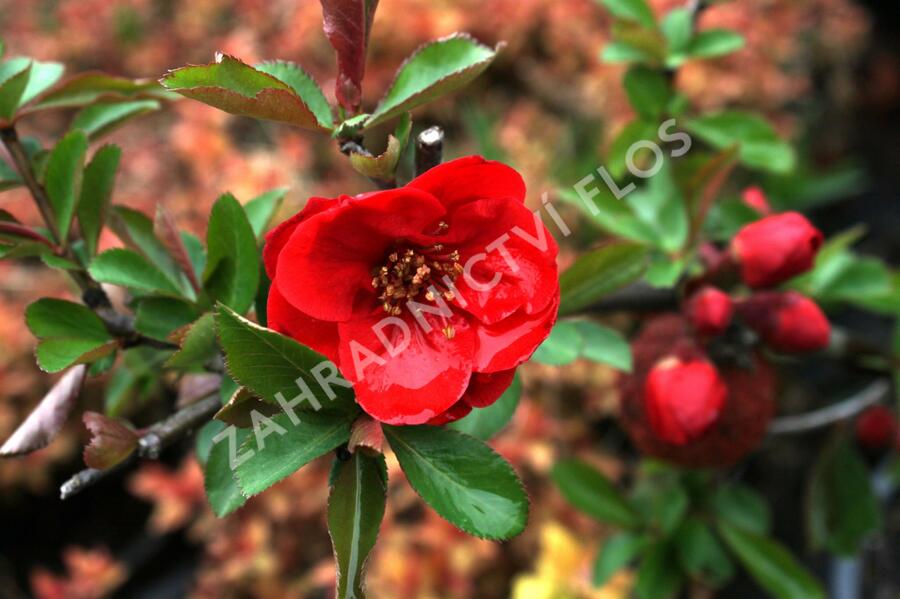 Kdoulovec lahvicovitý 'Rubra' - Chaenomeles speciosa 'Rubra'