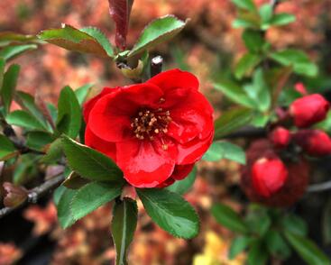 Kdoulovec lahvicovitý 'Rubra'