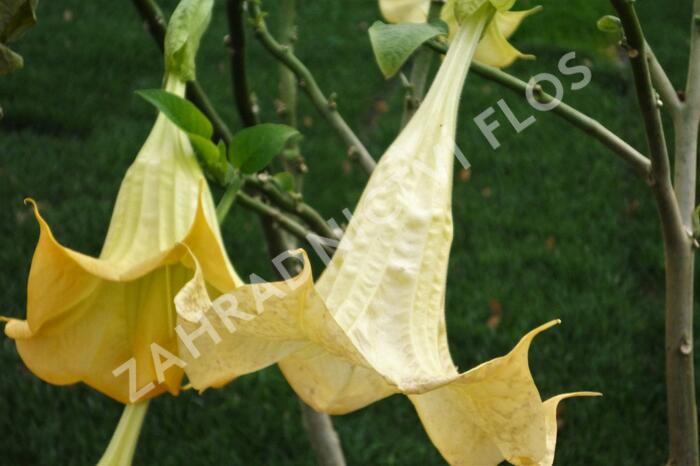 Durman 'Yellow' - Brugmansia (Datura) arborea 'Yellow'