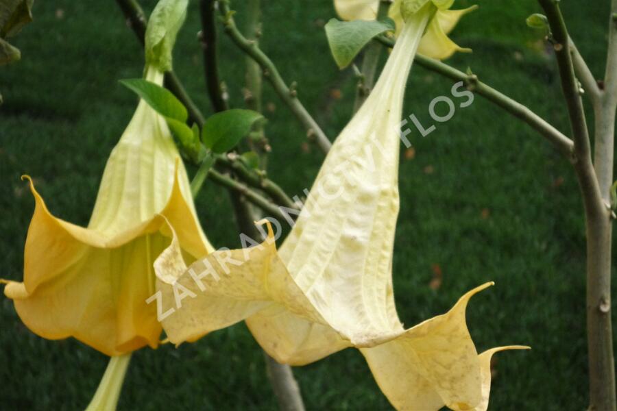 Durman 'Yellow' - Brugmansia (Datura) arborea 'Yellow'