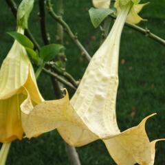 Durman 'Yellow' - Brugmansia (Datura) arborea 'Yellow'