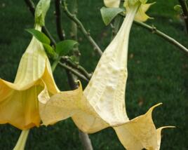 Durman 'Yellow'