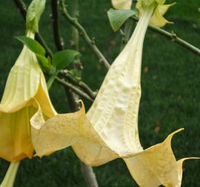 Durman 'Yellow' - Brugmansia (Datura) arborea 'Yellow'