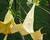 Durman 'Yellow'