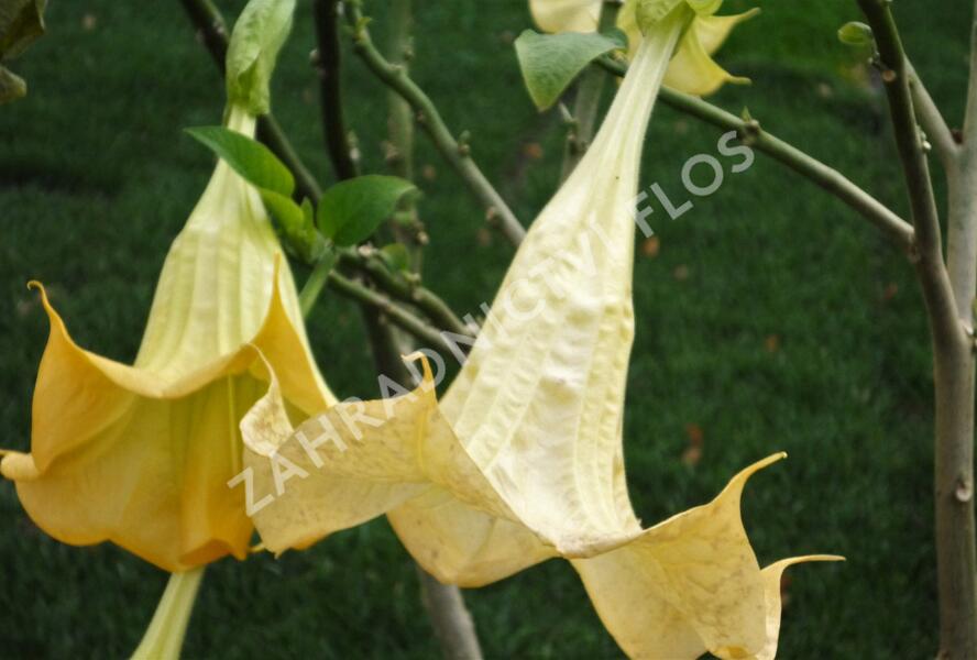 Durman 'Yellow' - Brugmansia (Datura) arborea 'Yellow'