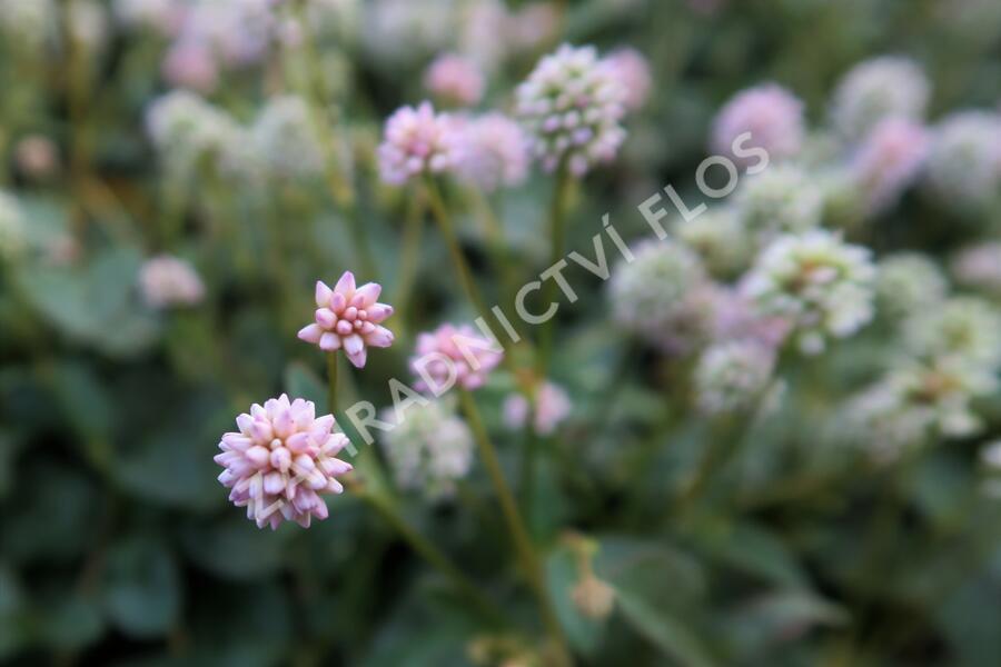 Rdesno hlavaté 'Caramel Candy' - Polygonum capitatum 'Caramel Candy'