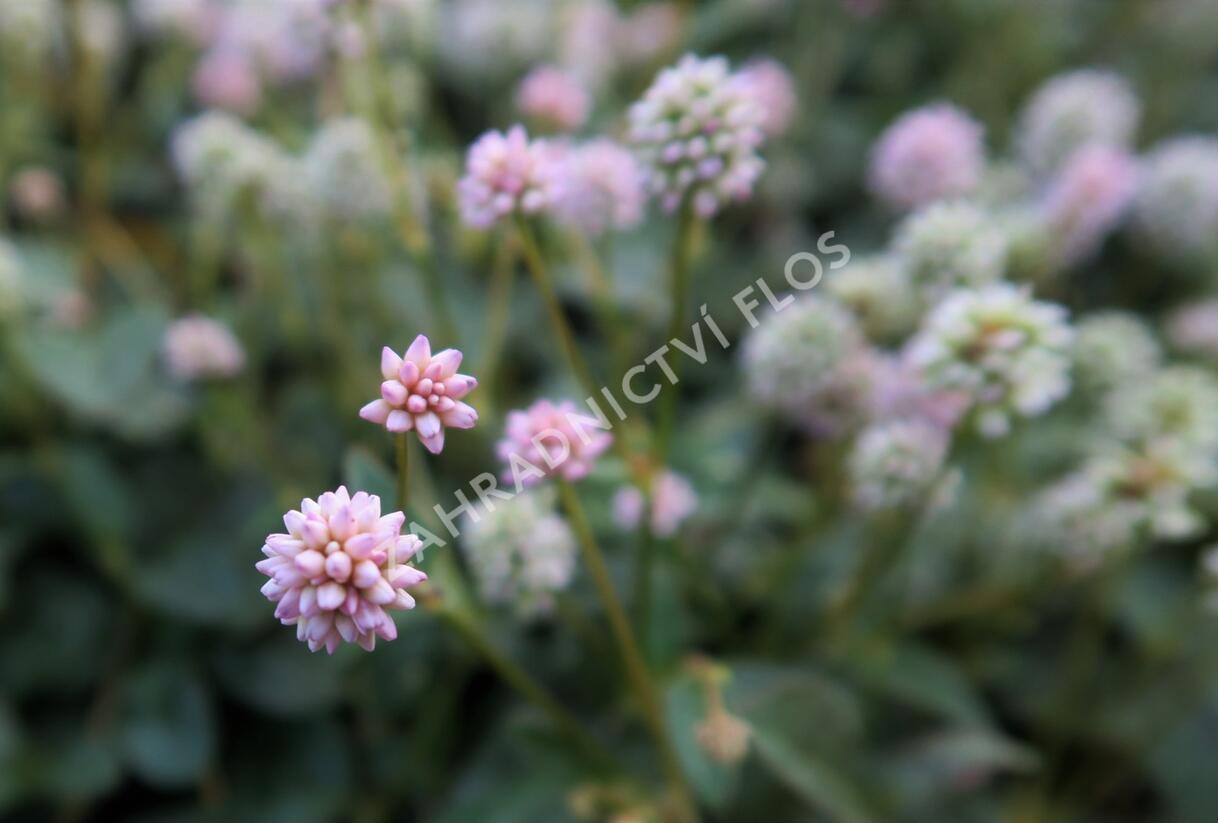 Rdesno hlavaté 'Caramel Candy' - Polygonum capitatum 'Caramel Candy'