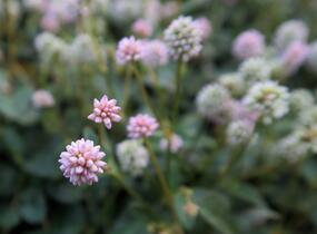 Rdesno hlavaté 'Caramel Candy' - Polygonum capitatum 'Caramel Candy'