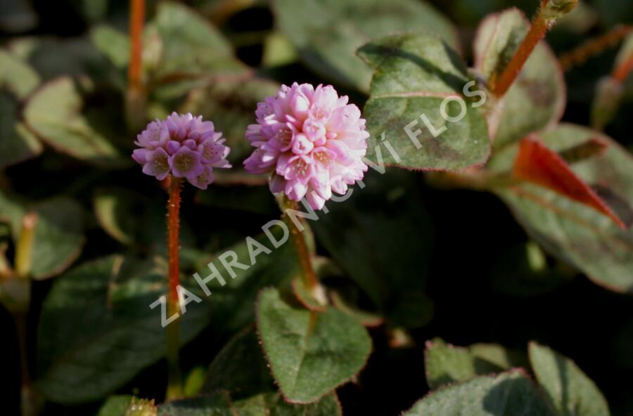 Rdesno hlavaté 'Caramel Candy' - Polygonum capitatum 'Caramel Candy'