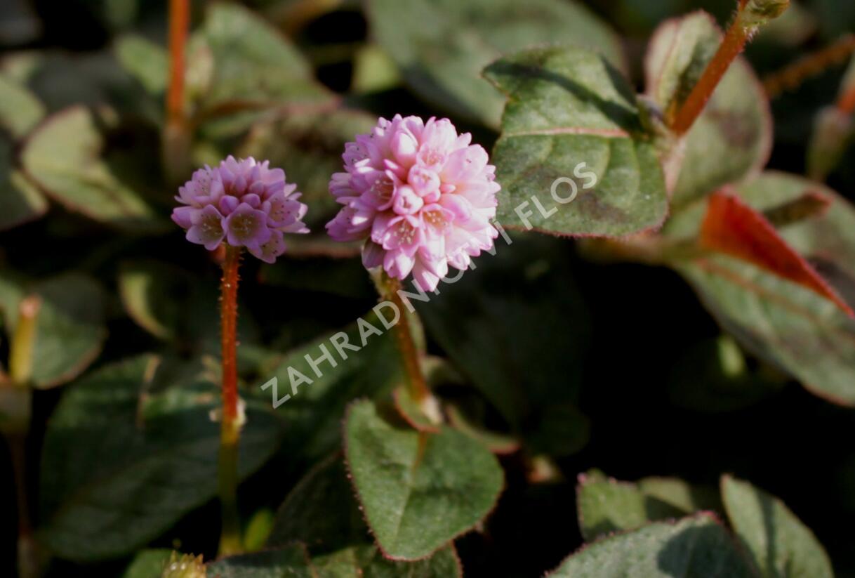 Rdesno hlavaté 'Caramel Candy' - Polygonum capitatum 'Caramel Candy'