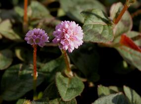 Rdesno hlavaté 'Caramel Candy' - Polygonum capitatum 'Caramel Candy'