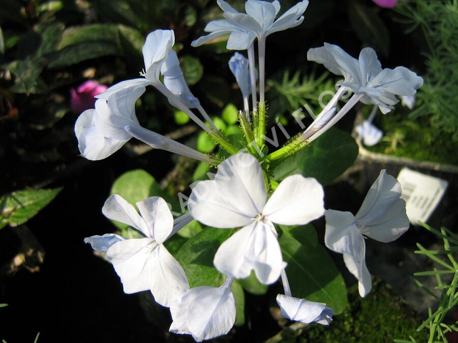 Olověnec ouškatý 'White' - Plumbago auriculata 'White'