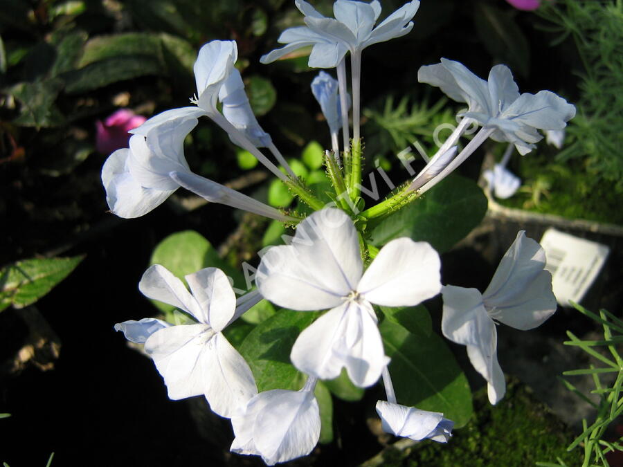 Olověnec 'White' - Plumbago auriculata 'White'