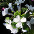 Olověnec ouškatý 'White' - Plumbago auriculata 'White'
