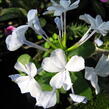 Olověnec 'White' - Plumbago auriculata 'White'