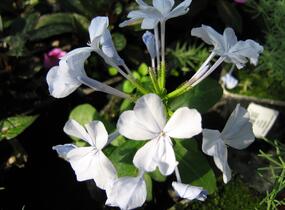 Olověnec ouškatý 'White' - Plumbago auriculata 'White'