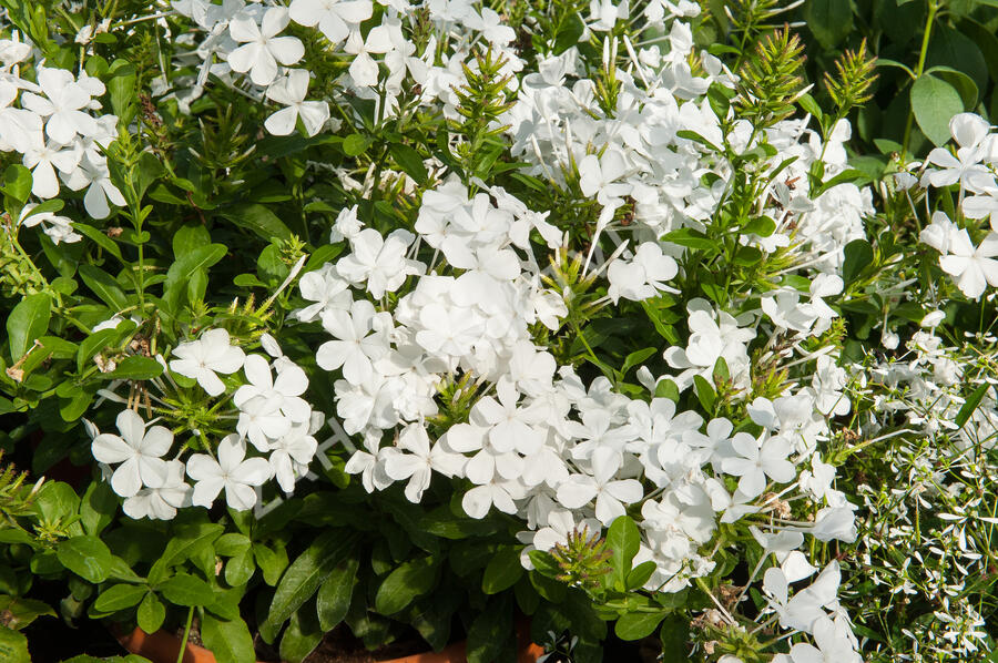 Olověnec ouškatý 'White' - Plumbago auriculata 'White'