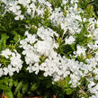 Olověnec ouškatý 'White' - Plumbago auriculata 'White'