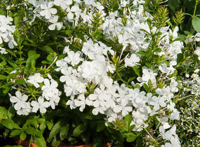 Olověnec ouškatý 'White' - Plumbago auriculata 'White'
