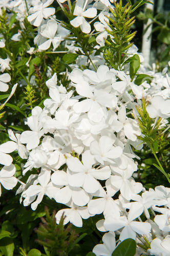 Olověnec ouškatý 'White' - Plumbago auriculata 'White'