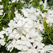 Olověnec ouškatý 'White' - Plumbago auriculata 'White'