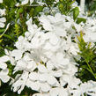 Olověnec 'White' - Plumbago auriculata 'White'
